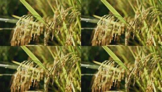 水稻视频高清在线视频素材下载