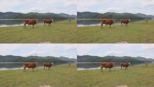 实拍1080P120牛风光山水草原湖泊河视频素材高清在线视频素材下载