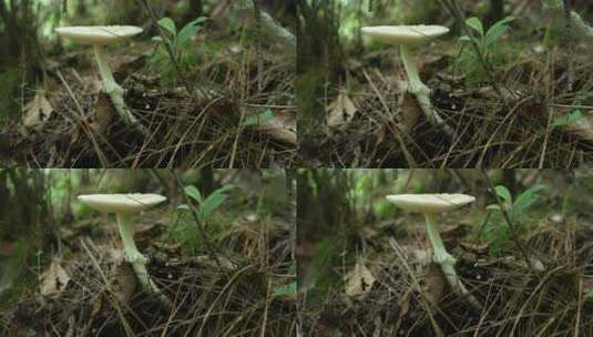 【4K原创】原始森林野生蘑菇绿色苔藓植物6高清在线视频素材下载
