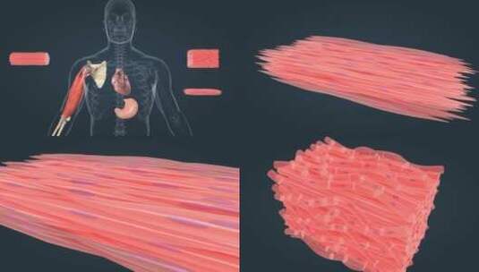 医学人体器官肌肉组织三维动画高清在线视频素材下载