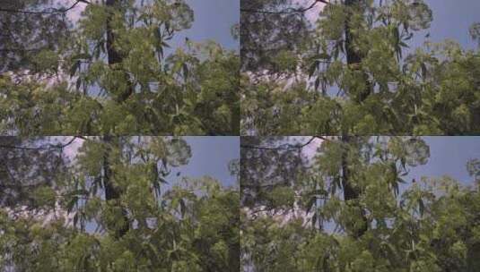 晴天的绿树和蜜蜂高清在线视频素材下载