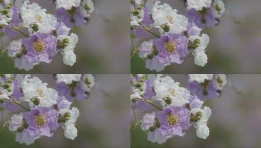 随风摇摆的花朵 (3)高清在线视频素材下载