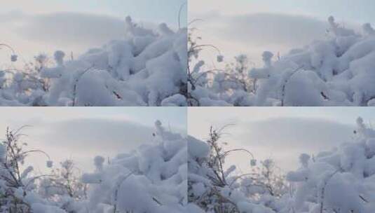 清晨峨眉山上盖着厚雪的灌木高清在线视频素材下载