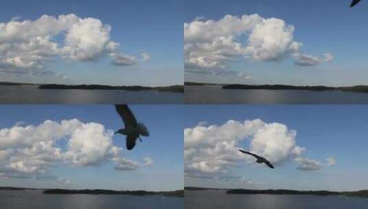 空中飞翔的小鸟高清在线视频素材下载