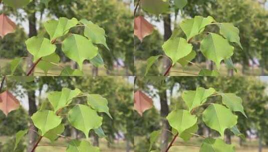 绿色树木叶子高清在线视频素材下载