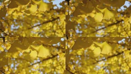 镜头移动拍摄的银杏树叶高清在线视频素材下载