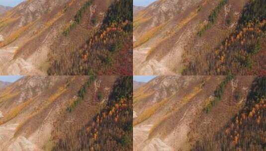 海东市 乐都区 北山林场 秋景 航拍高清在线视频素材下载