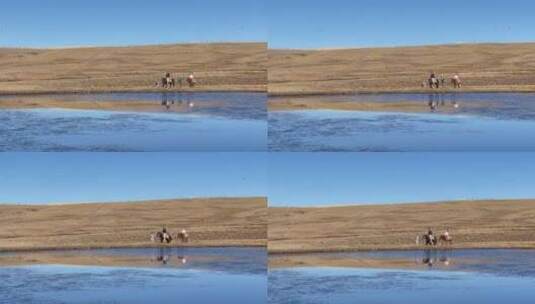 高原枯黄草原雪山骑马游客牵马的藏民高清在线视频素材下载