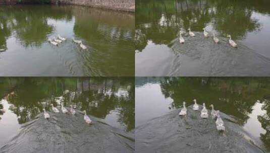 农村一群鸭子在水塘里游高清在线视频素材下载