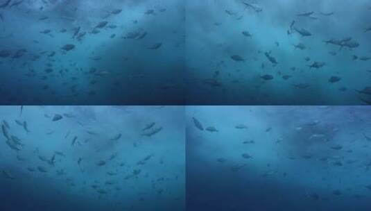 海底鱼群 水虎鱼群高清在线视频素材下载