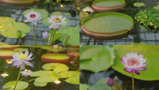 北京植物园/国家植物园南园水植厅荷花莲蓬高清在线视频素材下载