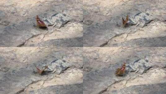 落在岩石上的蝴蝶特写高清在线视频素材下载