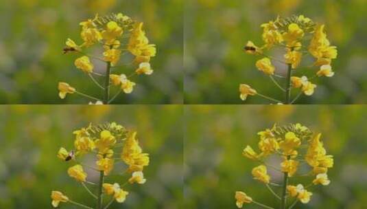 油菜花-11高清在线视频素材下载