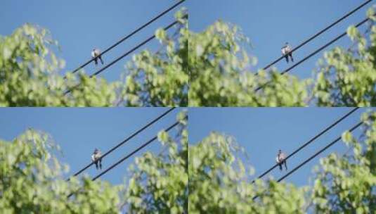 电线上的一对小鸟高清在线视频素材下载