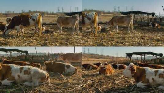 黄牛吃秸秆北方农村(2k)高清在线视频素材下载