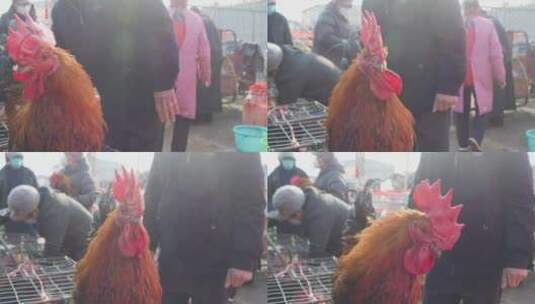 春节赶年集过大年买公鸡屠宰高清在线视频素材下载