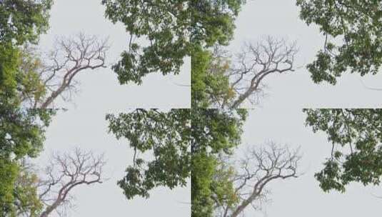 仰拍树木树枝高清在线视频素材下载