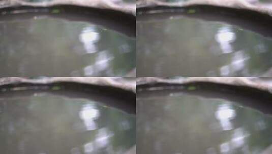 一片叶子掉落在水面上1080p 120fps高清在线视频素材下载