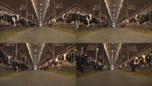 奶牛 小奶牛 奶牛场 奶牛养殖 (83)高清在线视频素材下载
