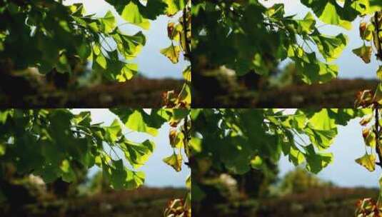 森林树木植物树叶银杏空镜高清在线视频素材下载