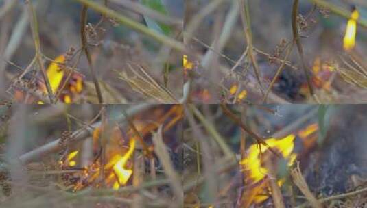 野外草丛火苗森林火灾燃烧起火高清在线视频素材下载