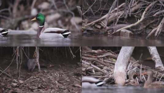 河边野鸭水貂觅食捕食慢镜头高清在线视频素材下载