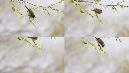 实拍8k榆鸟在春树上高清在线视频素材下载