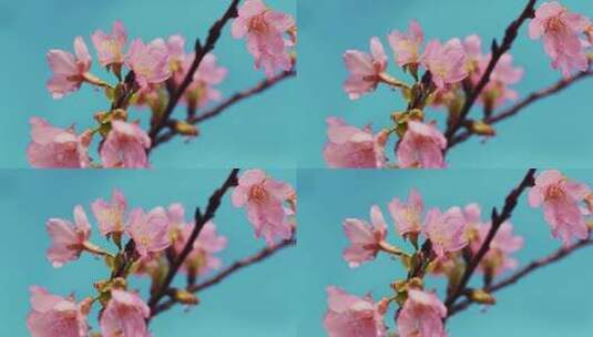 春天樱花水滴高清在线视频素材下载