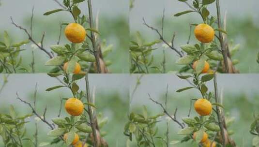 雨水淋湿橘子树4K实拍高清在线视频素材下载