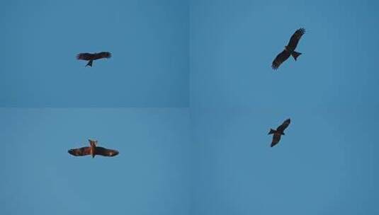 香港天空翱翔的雄鹰高清在线视频素材下载