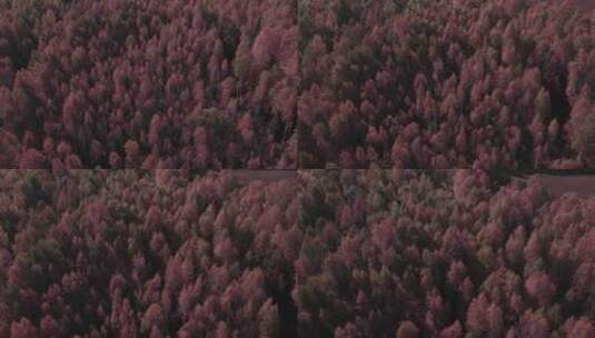 梦幻秋季粉色森林高清在线视频素材下载
