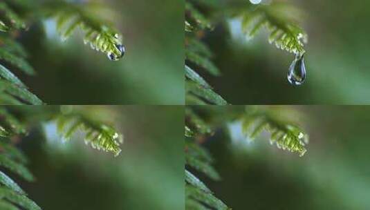 微观拍摄水珠从绿叶上滑落慢动作高清在线视频素材下载