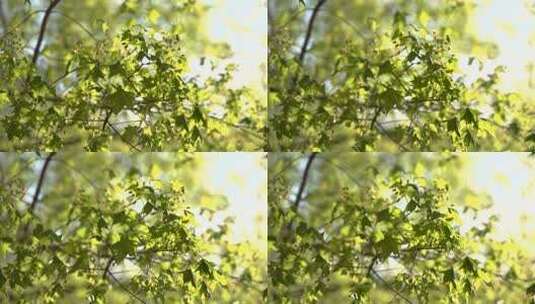 元宝槭春天开花嫩叶绿叶随风摆动清新自然高清在线视频素材下载