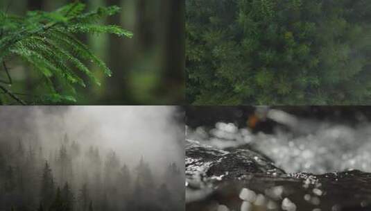 绝美迷雾森林雨水雨滴云雾阳光穿过森林雨季高清在线视频素材下载