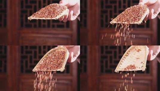 红缨子高粱茅台镇纯粮酿造高清在线视频素材下载