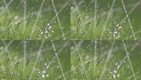 雨打野草高清在线视频素材下载