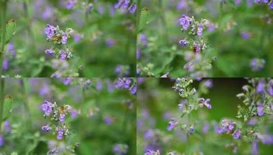 4K植物素材——紫花荆芥高清在线视频素材下载