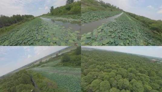 穿越机航拍高邮清水潭荷花林木河流河道鸟类高清在线视频素材下载