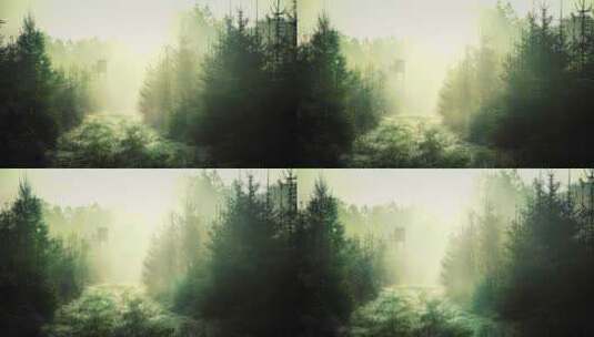 迷雾绿色森林高清在线视频素材下载