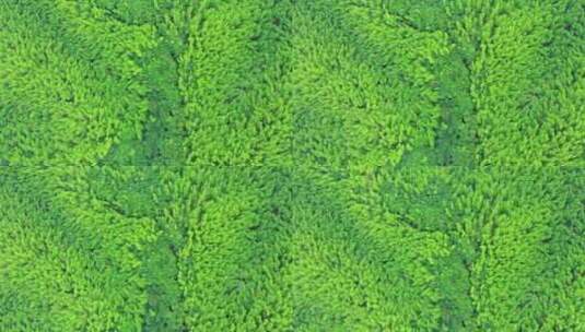 绿色 竹海 竹林高清在线视频素材下载
