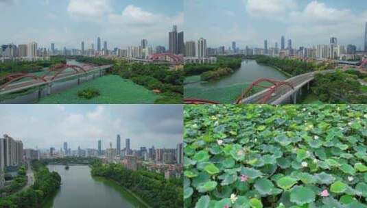 深圳绿化 洪湖公园高清在线视频素材下载