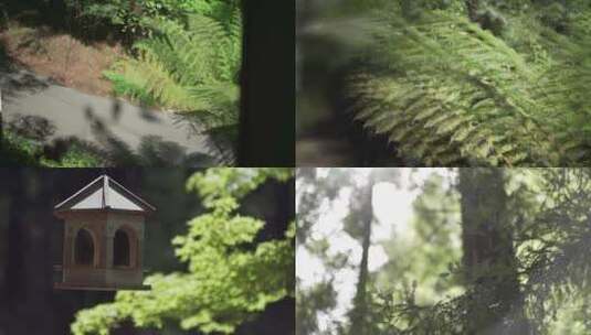 森林树影斑驳意境唯美自然高清在线视频素材下载