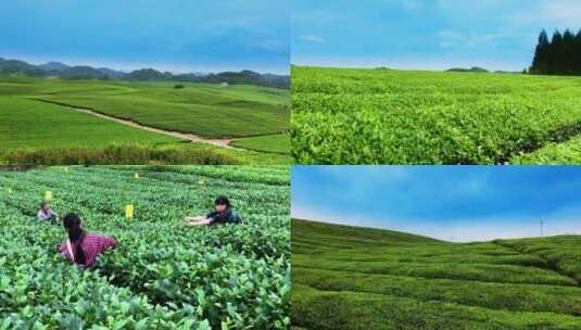 湄潭茶园 采茶 茶马古道 茶文化高清在线视频素材下载