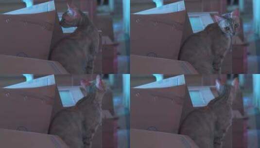 室内纸箱堆上发呆的一只母猫高清在线视频素材下载