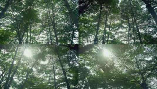 阳光下微微吹动的树木花草高清在线视频素材下载