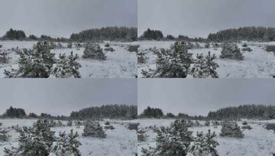 天空中流经白雪覆盖的森林高清在线视频素材下载