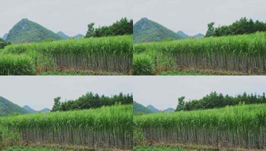 广西甘蔗种植蔗糖制糖原料乡村振兴农业田地高清在线视频素材下载