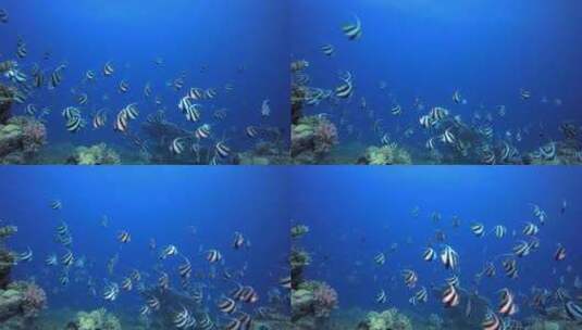 水下蓝海水旗-鱼高清在线视频素材下载