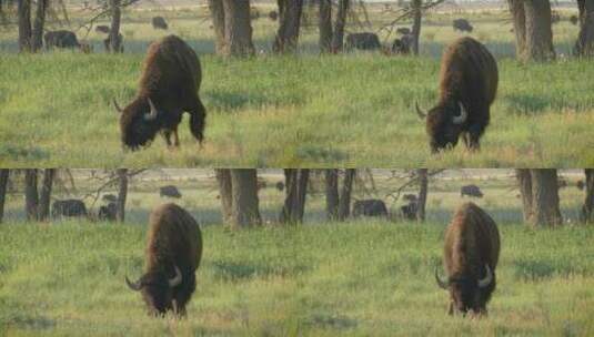 在草地上吃草的野生水牛高清在线视频素材下载
