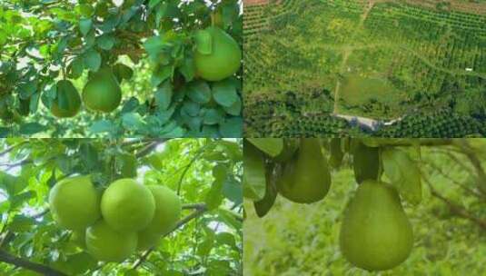 （原创）航拍柚子基地 丰收柚子高清在线视频素材下载